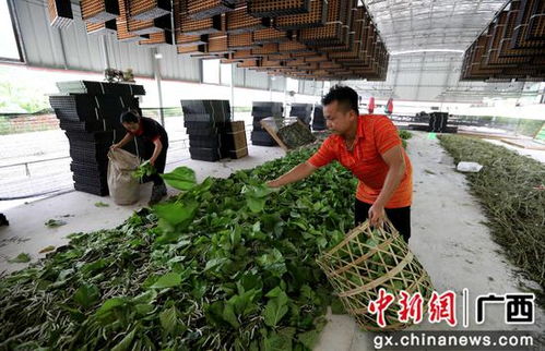 廣西融安縣種桑養(yǎng)蠶工廠化 結(jié)出脫貧致富繭，農(nóng)作物種子經(jīng)營(yíng)助農(nóng)增收