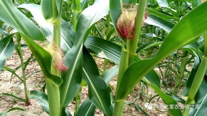 買玉米種子別犯難，掌握這幾招輕松選對好種